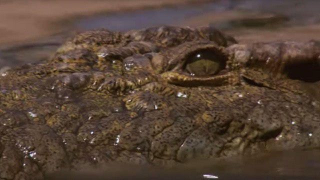 The sharp, unforgiving gaze of a prehistoric predator.
