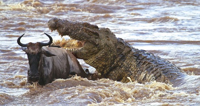 Nile crocodile attacking wildebeest.