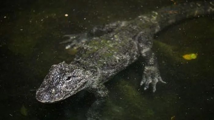 A Chinese alligator at the Shanghai Zoo.