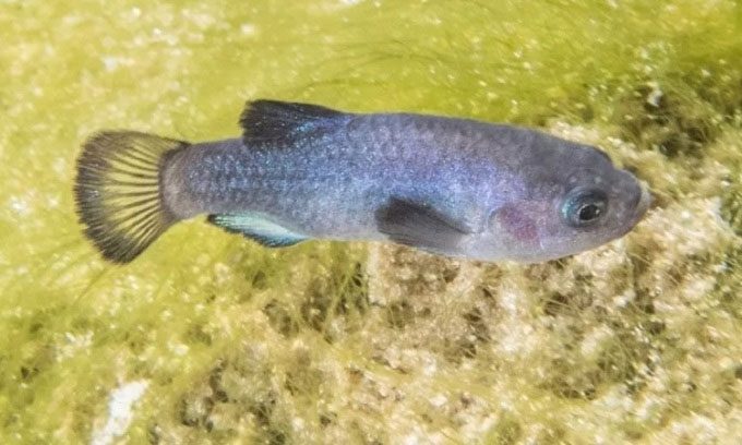 Devil's Hole Pupfish only exists in a submerged cave in Nevada.