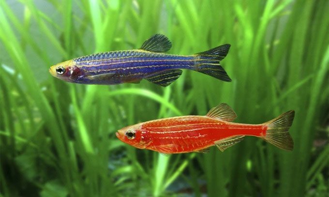 Genetically modified zebrafish (Danio rerio) can emit red, blue, and green light.