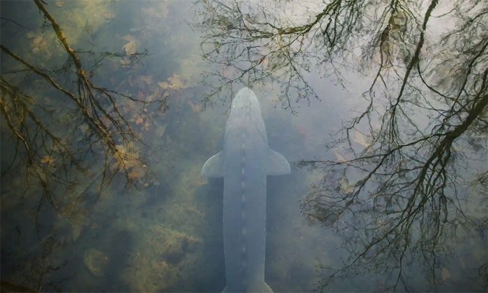 White sturgeon in the Fraser River, British Columbia, Canada.
