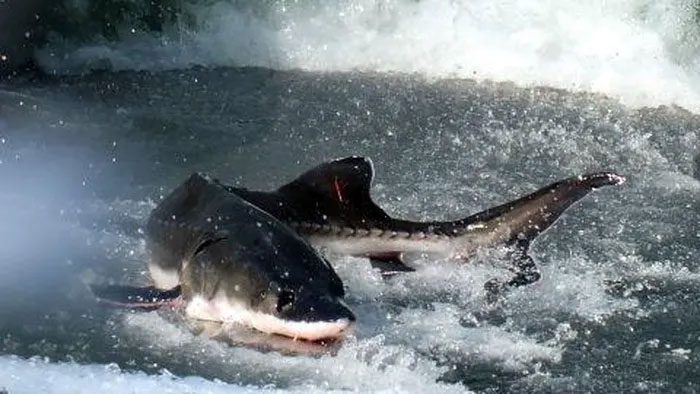 The Chinese sturgeon in the Yangtze River is now extinct.