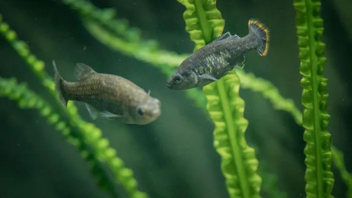Scientists have helped reintroduce the tequila fish to its natural habitat.