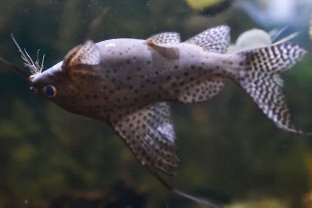 Upside-down Catfish in the Amazon River