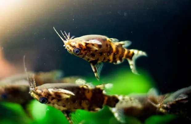 Upside-down Catfish