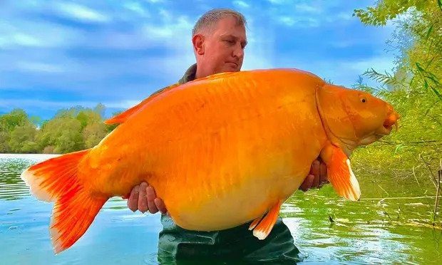 Mr. Andy Hackett holding the goldfish Carrot from Bluewater Lake.