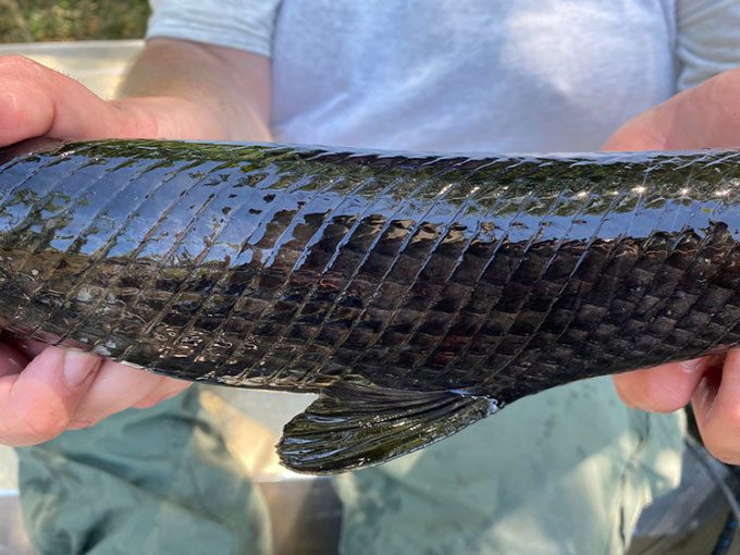 Melanism causes the gar fish to have an unusual black color.