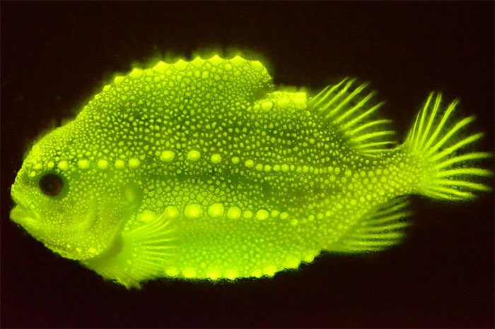 Lumpfish emit a strong neon blue color under UV light