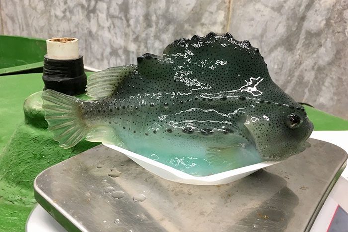An adult lumpfish.