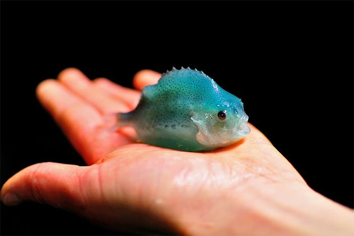 Lumpfish look quite funny and are often raised in salmon farms