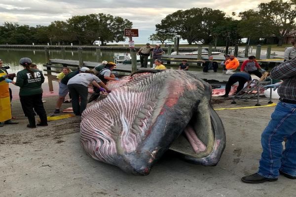 A stranded Rice's Whale
