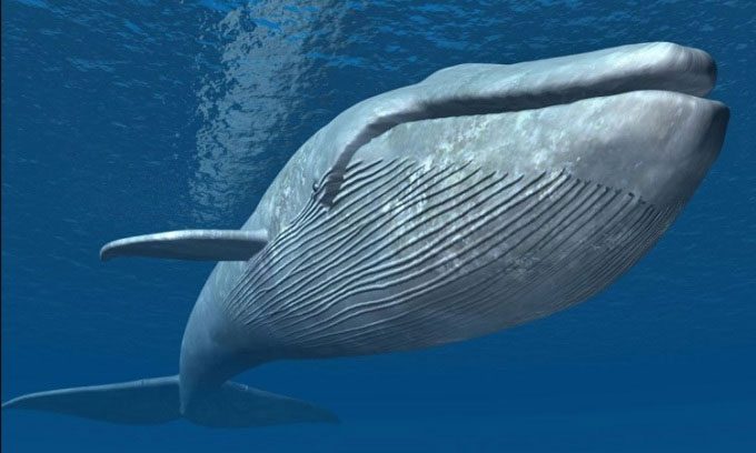 Whales typically feed by swallowing large amounts of water to catch small mollusks.
