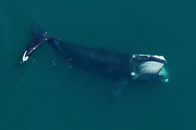 The North Atlantic right whale is one of the whale species on the brink of extinction.