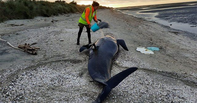 Rescue workers attempting to save a stranded pilot whale at Farewell Spit