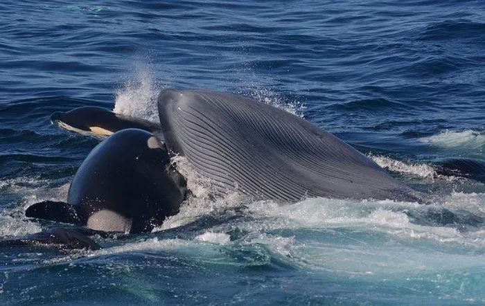 Humpback whales and orcas have long been known as 'fierce rivals'