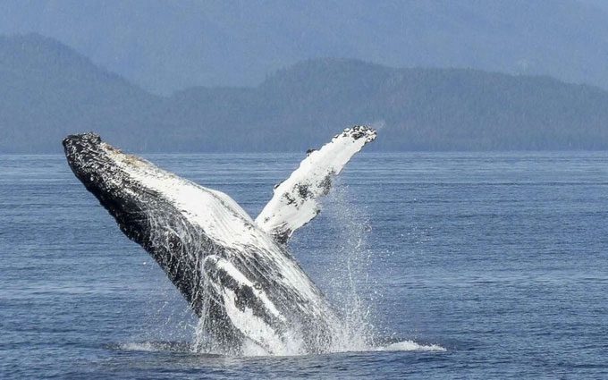 Humpback whales can share songs from different regions during migration