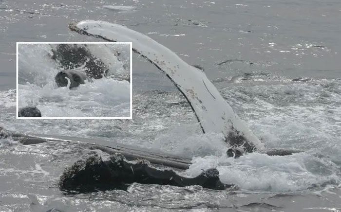 A seal being protected by the "guardian angel of the ocean" from an orca attack.