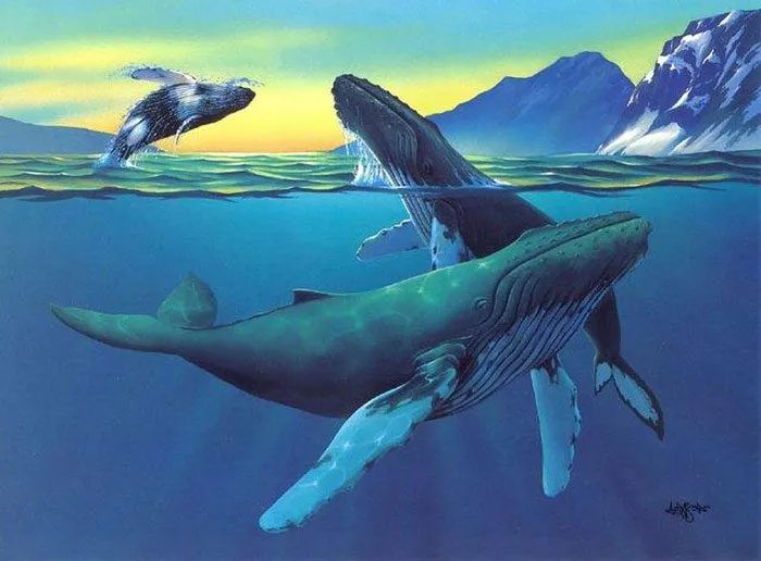 Humpback whales are incredibly intelligent, capable of complex thinking