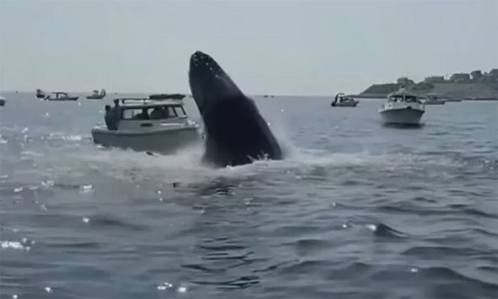 The bow of the boat submerged under the weight of the whale.
