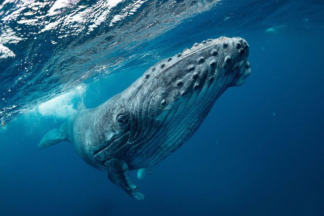Humpback whales are often heard singing to each other