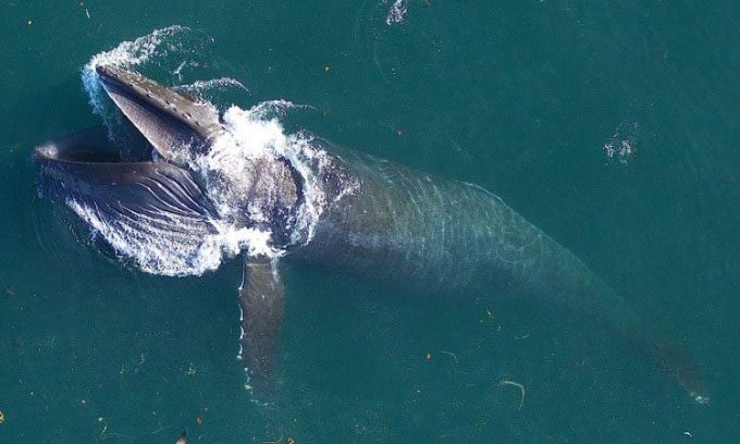 Humpback whales feeding off the coast of the U.S.