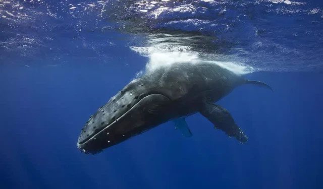 Humpback whale.