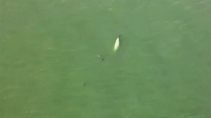 Every time it surfaces to breathe, it reveals its white body instead of the black or gray.