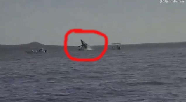 Humpback whale collides with yacht off the coast of Mexico.