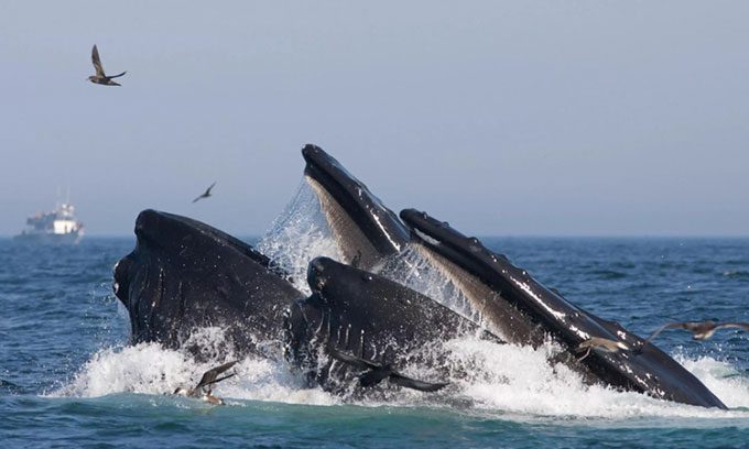Humpback whales also consume a significant amount of microplastics daily.