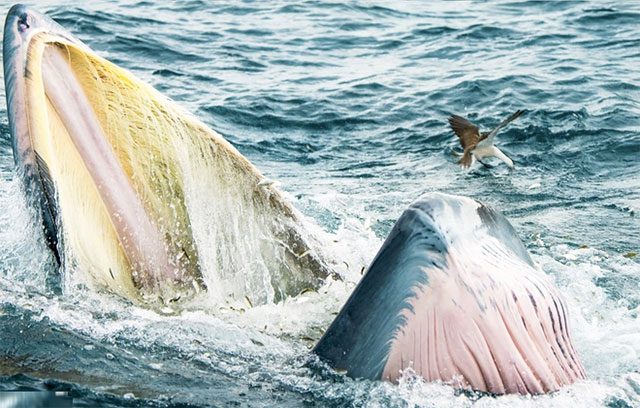 A moment of the calf jumping in the massive mouth of the mother whale
