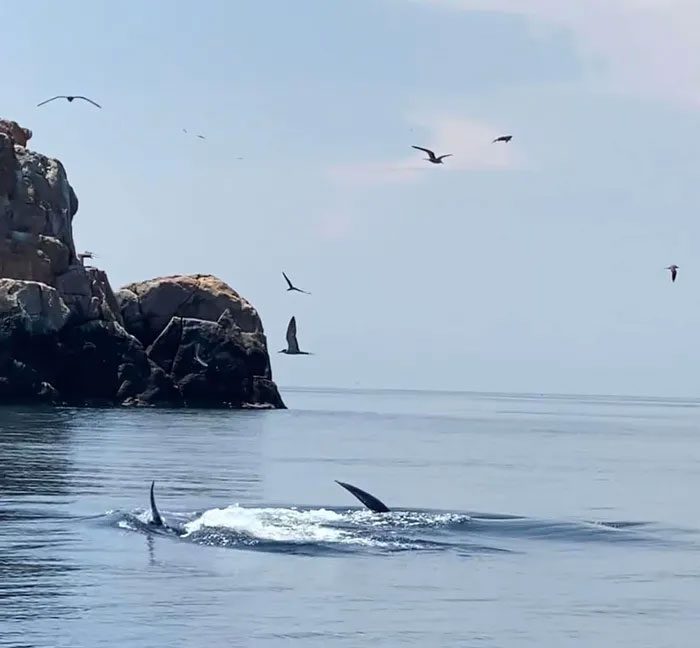 Previously, a pod of 2 whales appeared near Đề Gi beach on July 26.