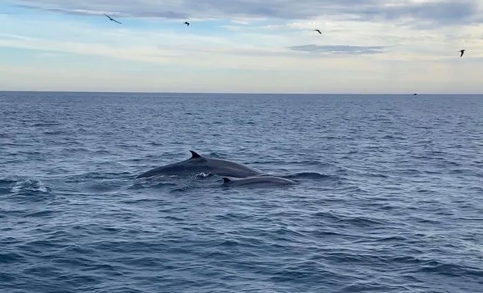 The whales swimming together to hunt.