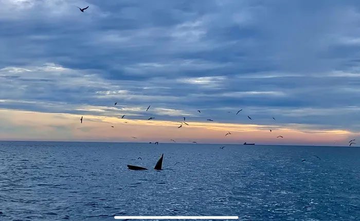 A rare feeding scene of the whale pod and seabirds off the coast of Đề Gi on the morning of August 4.