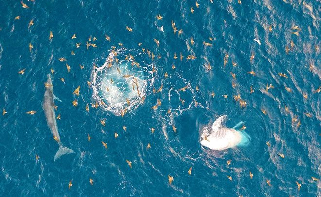 Mother whale training her young to swim and hunt in the waters of De Gi, Phu Cat district (Binh Dinh).