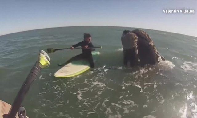 Whales interacting with paddleboarders in Monte Hermoso.