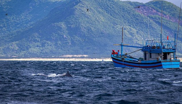 Whale feeding near local fishing boats.