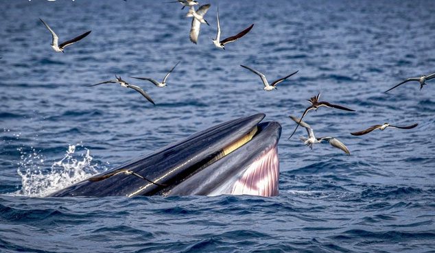 Whales feeding close to the shore, swimming after and swallowing a school of fish.