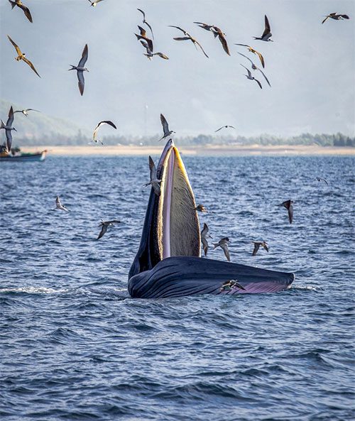 The sight of hunting whales is reminiscent of a majestic sailing ship on the sea.