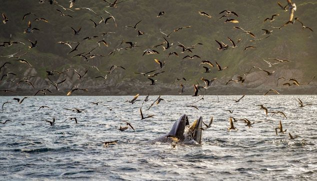 Whales hunting in the sunset over De Gi sea.