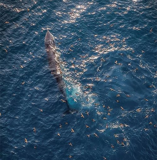 Flocks of seagulls swooping in the direction of the whales, diving in to 'steal' fish.