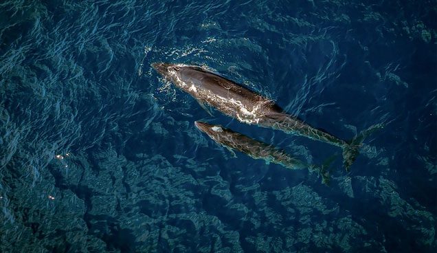 This is a Bryde's whale.