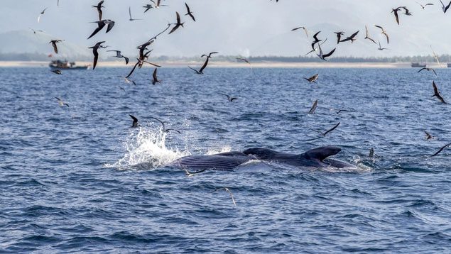 At the end of the lunar June, many tourists witnessed the whales hunting in this sea area.