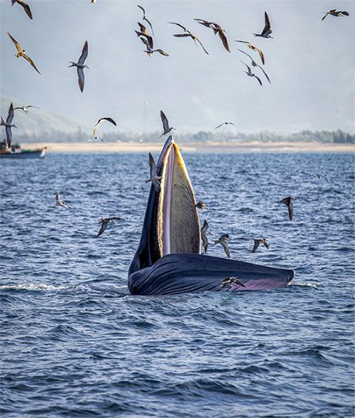Whales swimming in this area for several days is a rare sight.