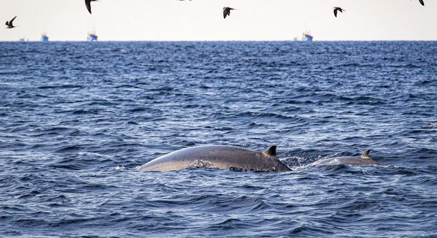 A mother and calf swimming parallel while hunting for fish at sea.