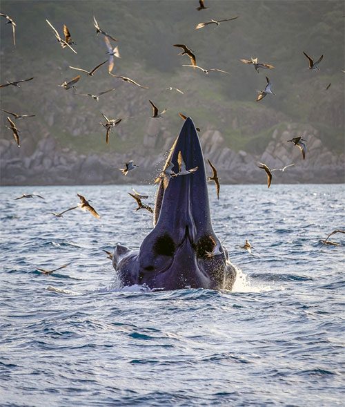 A vertical lunge feeding.