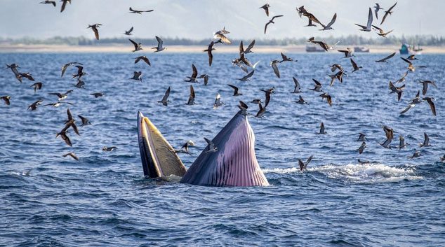 Whales primarily appear following migrating food sources like small baitfish such as anchovies and sardines.