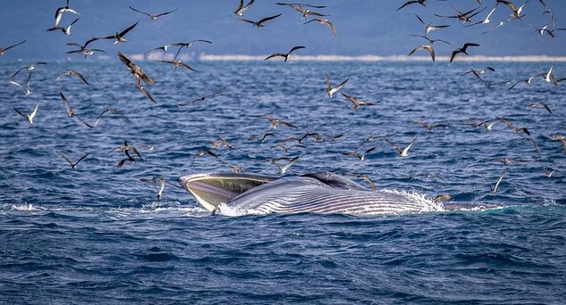 After each feeding lunge, the whale rolls on the surface of the sea.