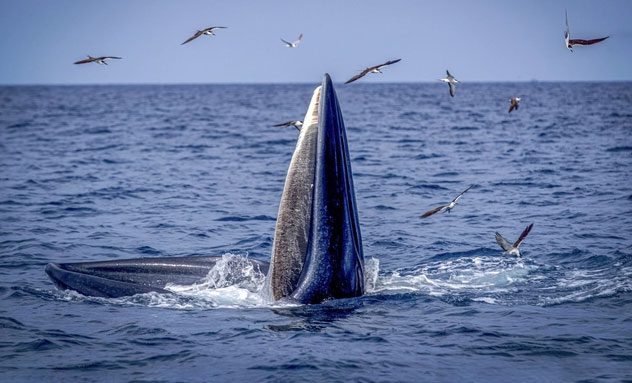 A moment when the whale breaches the surface, mouth open to catch prey in the blue sea.