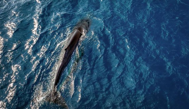 Whales surfacing to hunt.